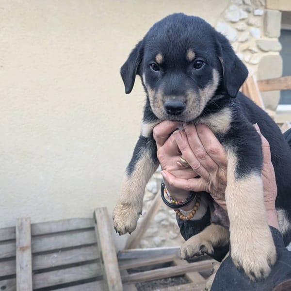 4 CHIOTS ADOPTION OU FAMILLE D'ACCEUIL