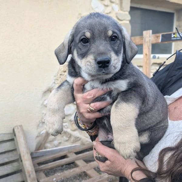 4 CHIOTS ADOPTION OU FAMILLE D'ACCEUIL