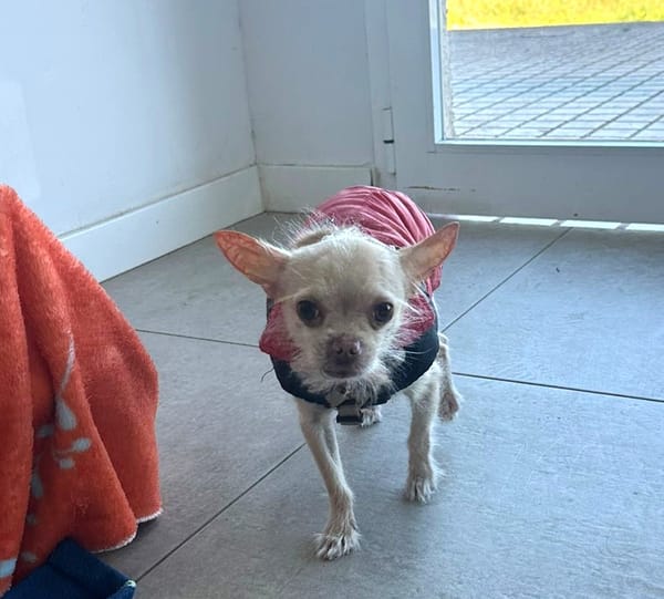 CHIQUITIN (101 huellas)