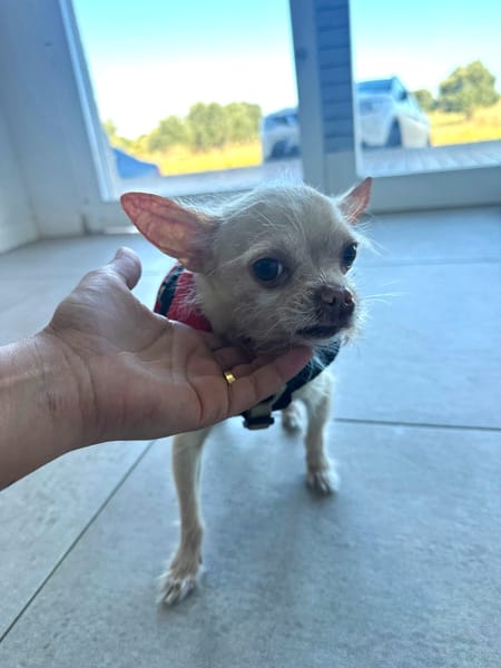 CHIQUITIN (101 huellas)