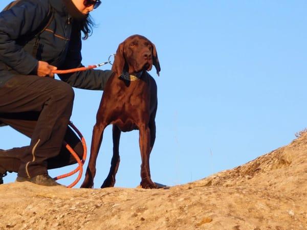 TAXUS, magnifique Braque chocolat