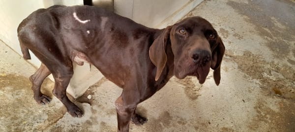 TAXUS, magnifique Braque chocolat