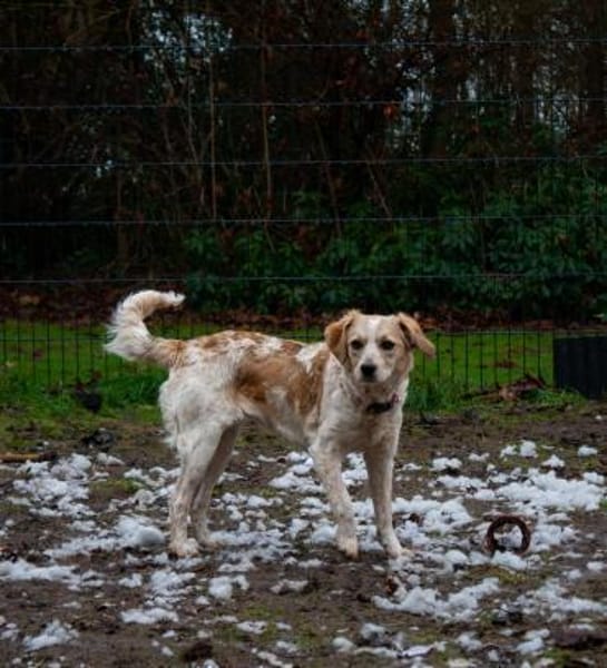 BELLA - auf PS in 27321 Thedinghausen!