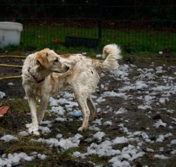 BELLA - auf PS in 27321 Thedinghausen!