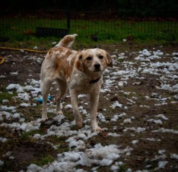 BELLA - auf PS in 27321 Thedinghausen!