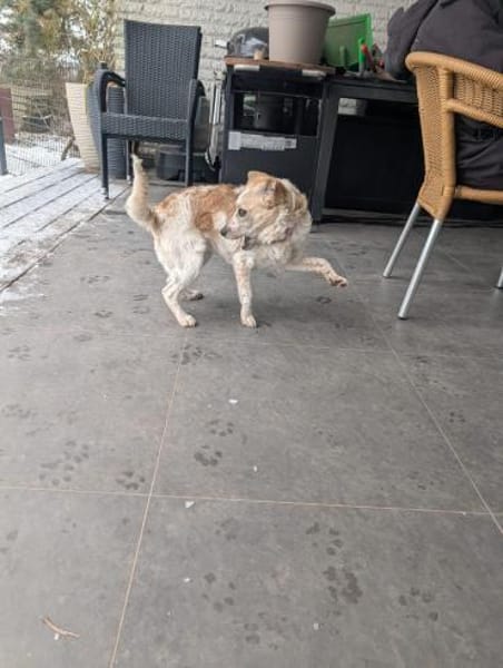 BELLA - auf PS in 27321 Thedinghausen!