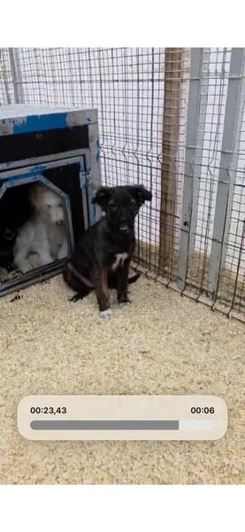 Kleine Fibi auf PS in 77652 Offenburg!