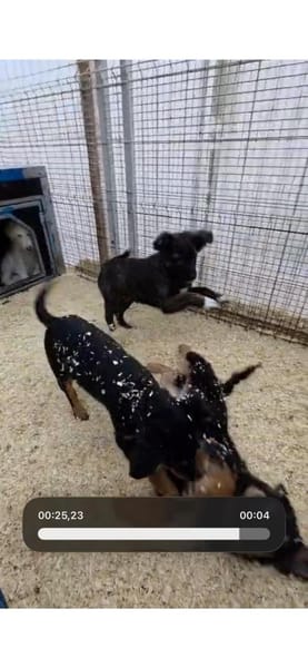 Kleine Fibi auf PS in 77652 Offenburg!