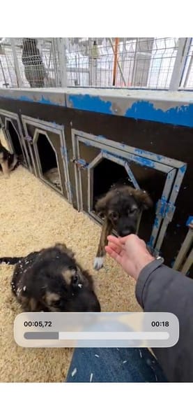 Kleine Fibi auf PS in 77652 Offenburg!