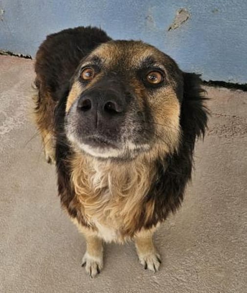 Regina in der Tierherberge Donzdorf