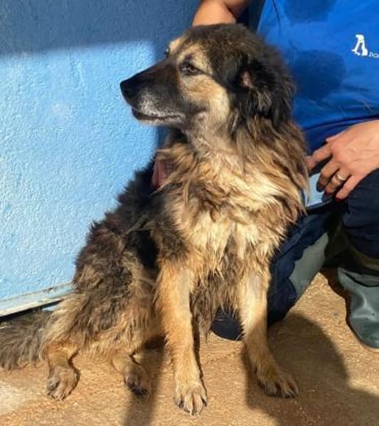 Regina in der Tierherberge Donzdorf