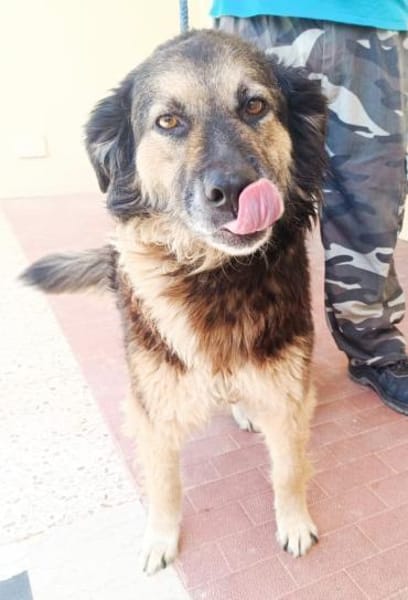 Regina in der Tierherberge Donzdorf