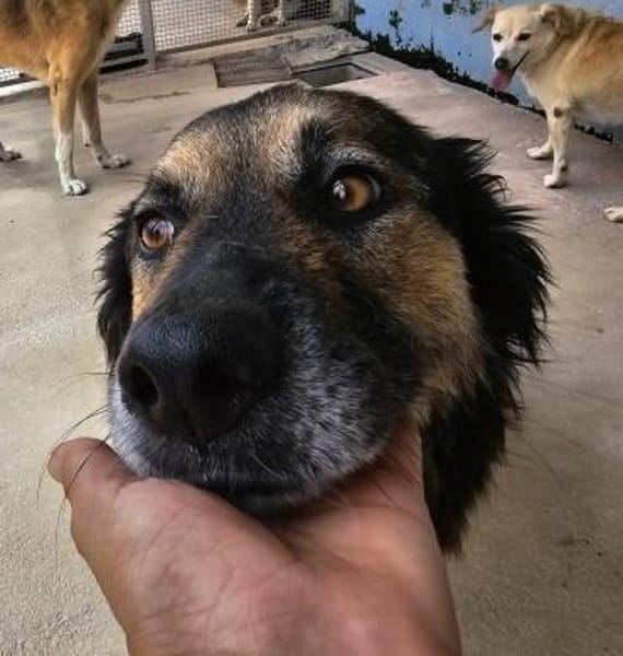 Regina in der Tierherberge Donzdorf