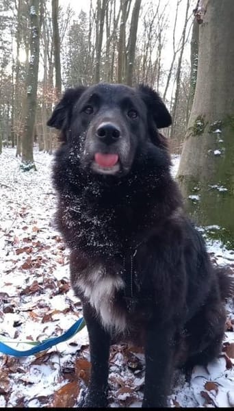 Emma - bei 29378 Wittingen