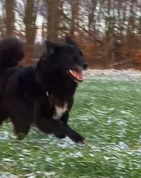 Emma - bei 29378 Wittingen