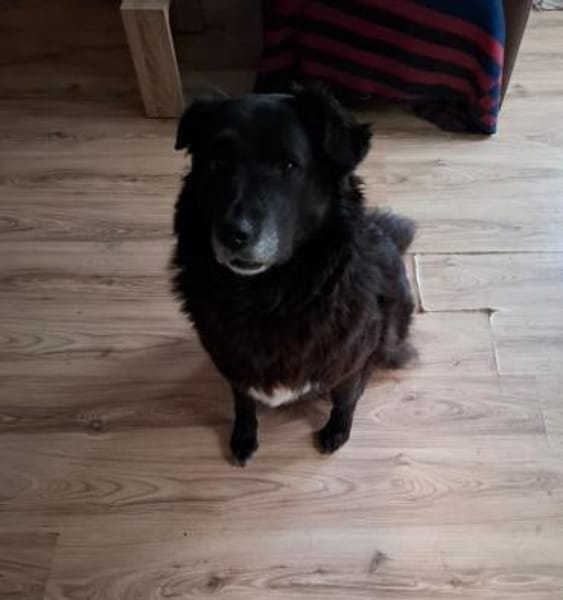 Emma - bei 29378 Wittingen