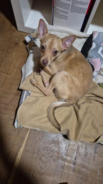 Breadley 4 Monate Chihuahua-Pischer Mix