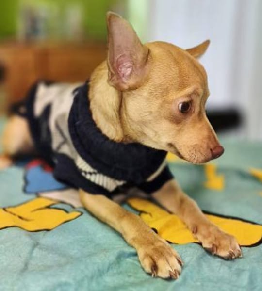 Breadley 4 Monate Chihuahua-Pischer Mix