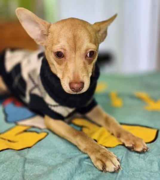 Breadley 4 Monate Chihuahua-Pischer Mix