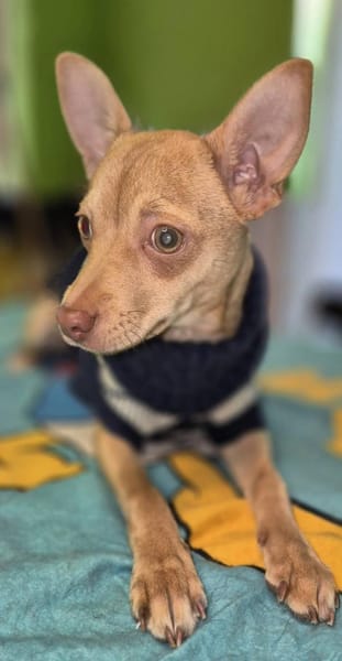 Breadley 4 Monate Chihuahua-Pischer Mix