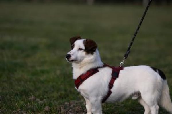 Vicco- Kurze Beine aber großes Herz