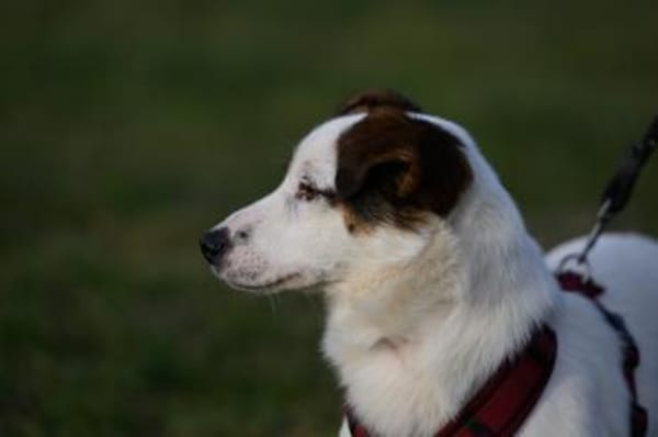 Vicco- Kurze Beine aber großes Herz