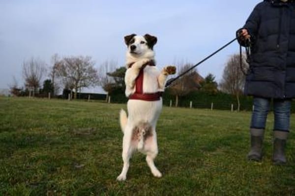 Vicco- Kurze Beine aber großes Herz