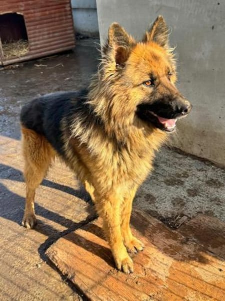 💙Buddy💙 sucht seine Menschen