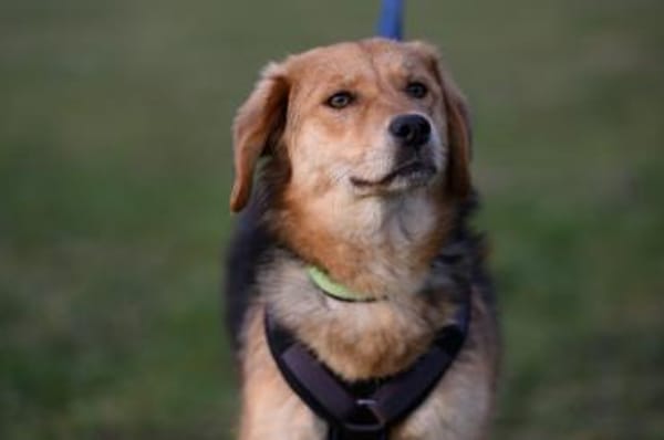 Aimi  junge Hündin zählt auf dich ❤