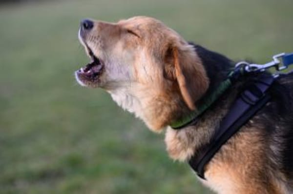 Aimi  junge Hündin zählt auf dich ❤