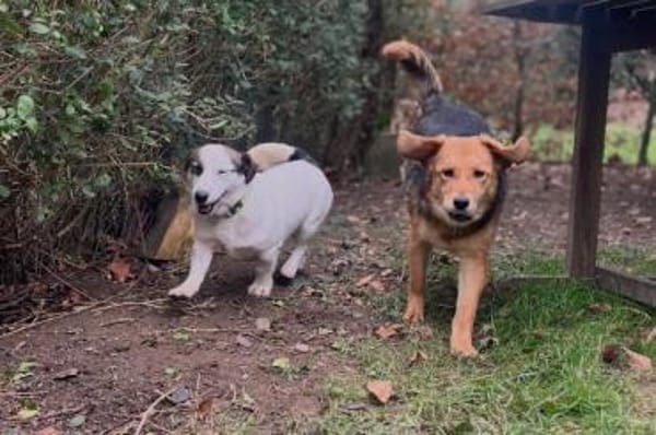 Aimi  junge Hündin zählt auf dich ❤