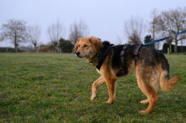 Aimi  junge Hündin zählt auf dich ❤