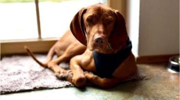 Huba, liebevolles Energiebündel, ca. 1 J