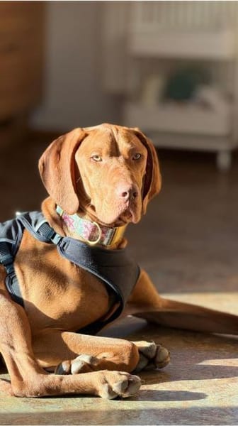 Huba, liebevolles Energiebündel, ca. 1 J