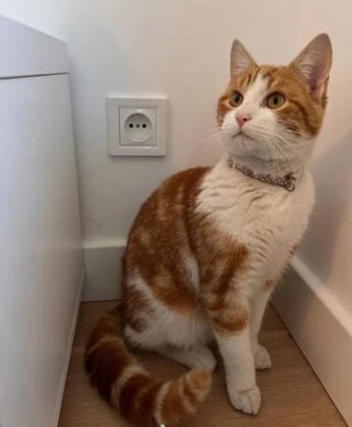 Fliip , ein sanfter , verspielter Kater