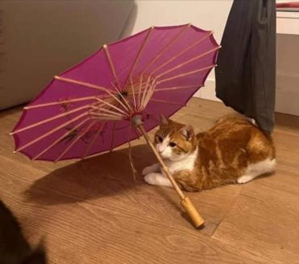 Fliip , ein sanfter , verspielter Kater