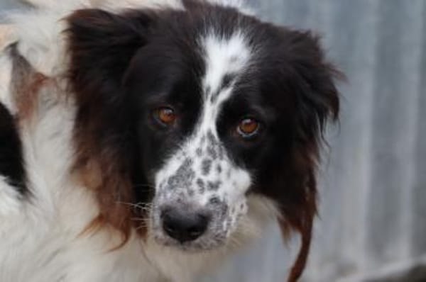 Morina - hübsche Wuschelhündin