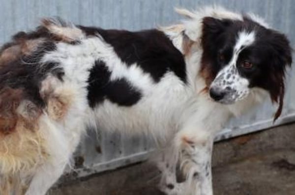 Morina - hübsche Wuschelhündin