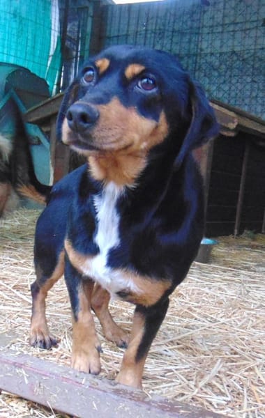 Clip liebt die Menschen