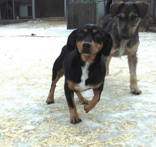 Clip liebt die Menschen