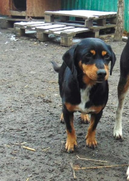 Clip liebt die Menschen