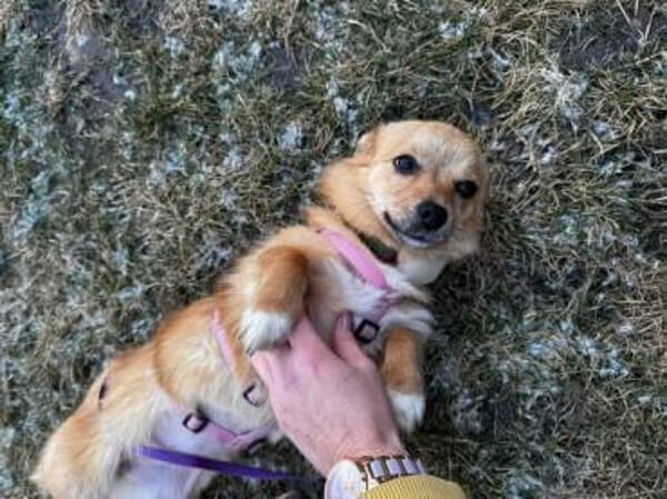 FRIDA * zauberhafte Minischnute