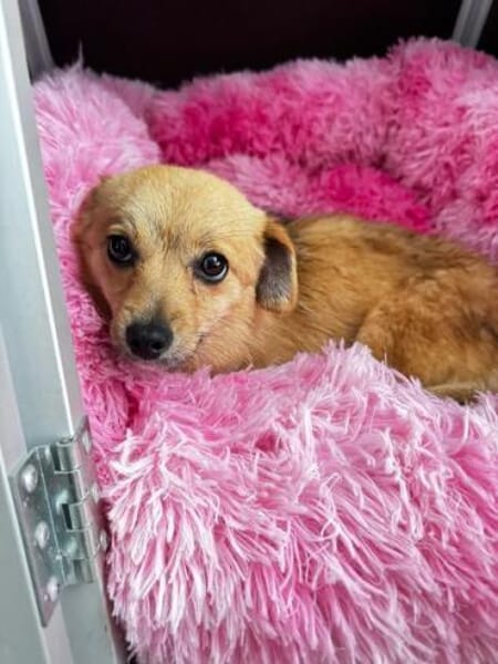 FRIDA * zauberhafte Minischnute