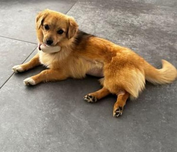 FRIDA * zauberhafte Minischnute