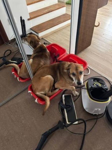 Opi Rex, ruhiger Hund sucht Zuhause