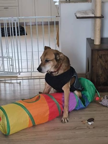 Opi Rex, ruhiger Hund sucht Zuhause