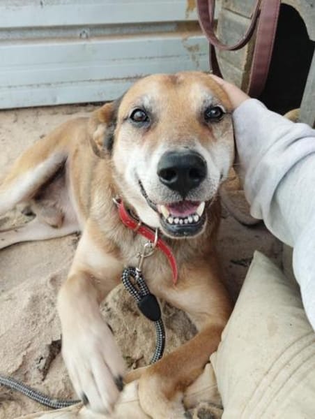 Opi Rex, ruhiger Hund sucht Zuhause