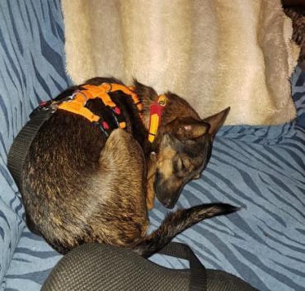 Kleine Yoko1 sucht ein Zuhause/Pflegeste