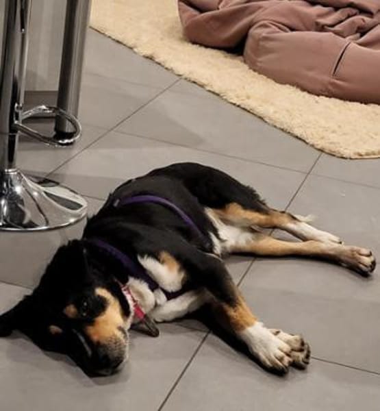 Aktiver Senior Maik1 sucht ein Zuhause