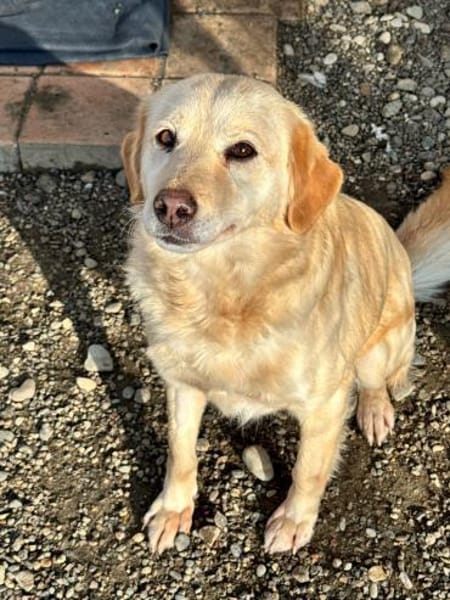 💕Jette💕 sucht ihre Menschen💕🐾